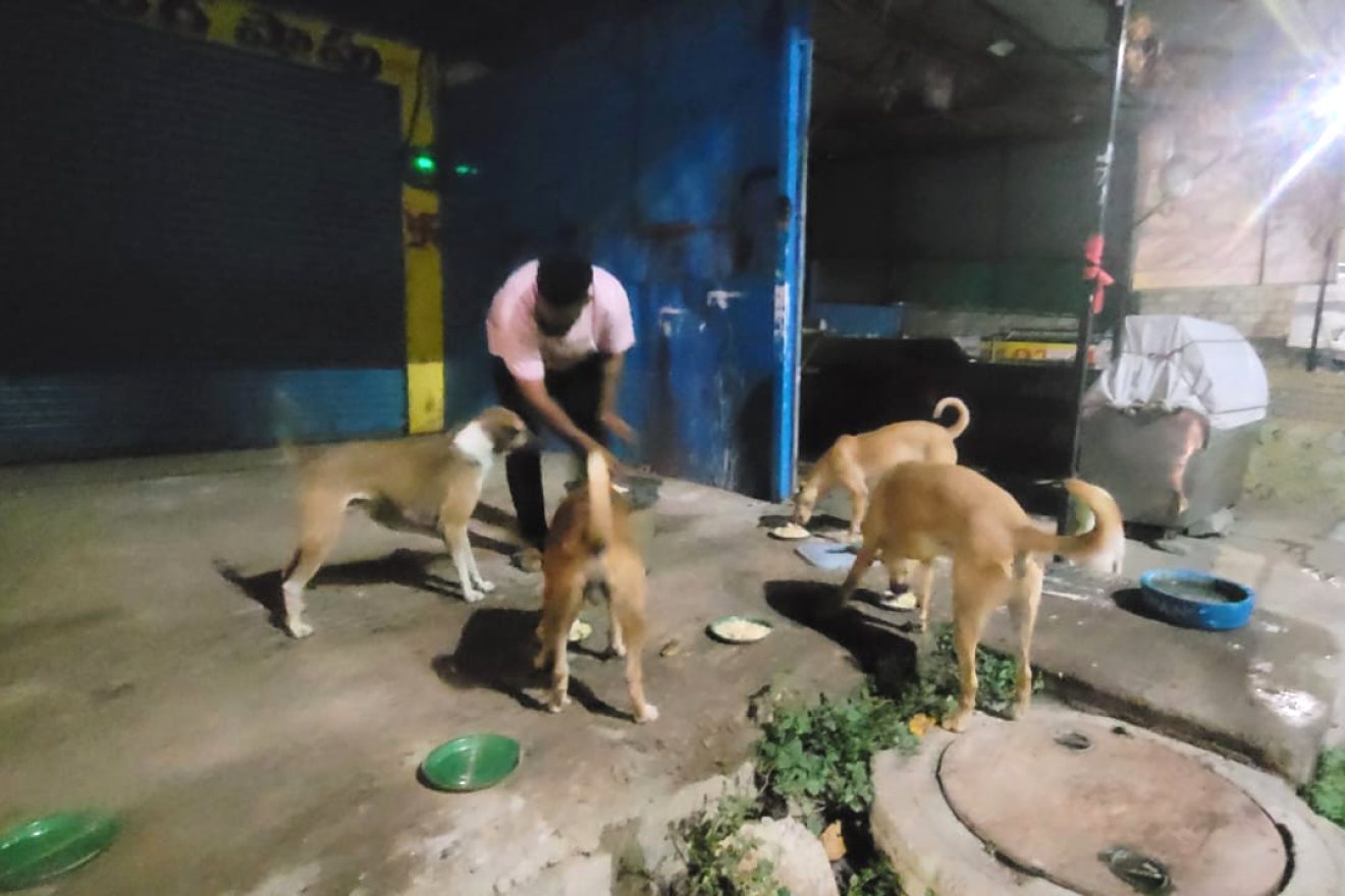 Volunteers feeding street dogs on the daily round