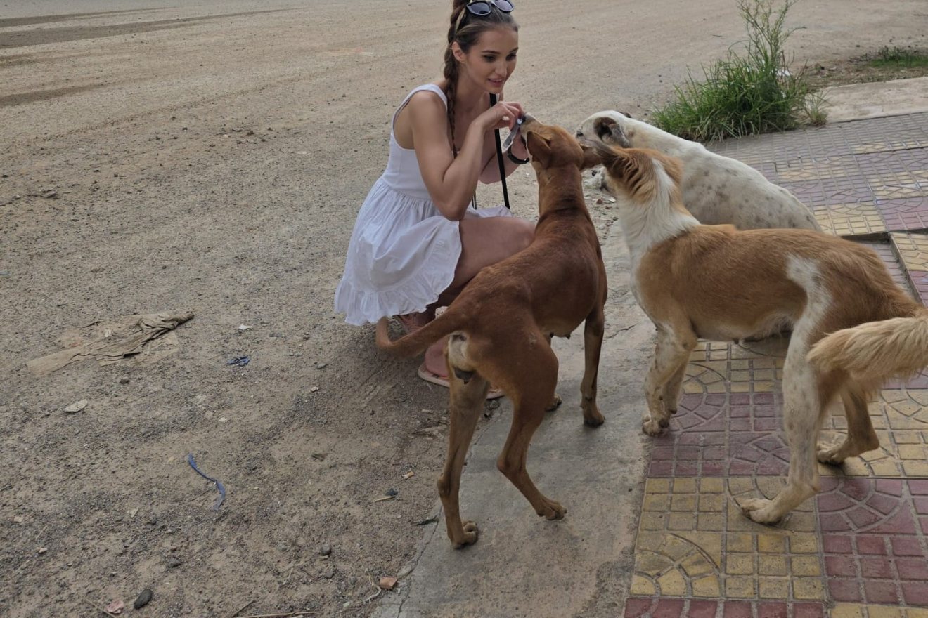 Street dogs waiting at their usual spot on the feeding round