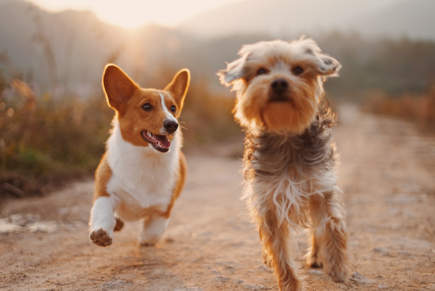 Two happy rescued dogs running down a sunlit path