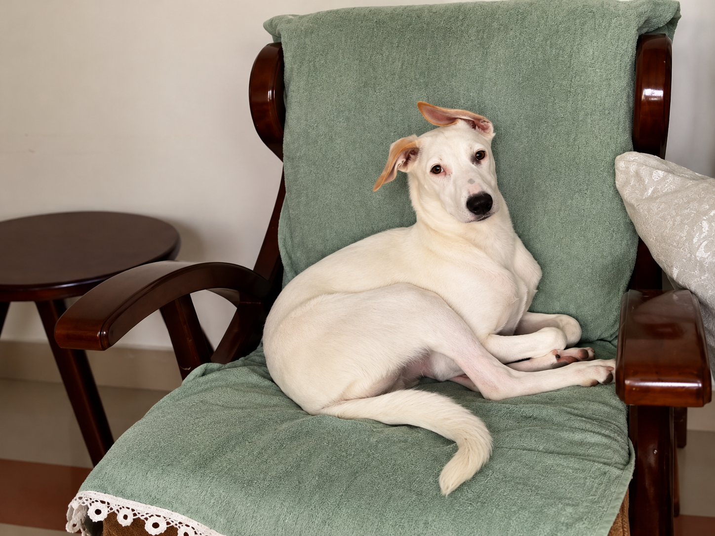 Barfi Found a Forever Home