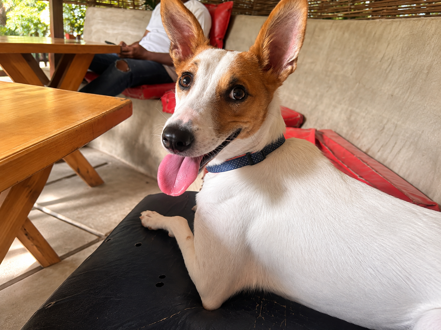 Inu Found a Forever Home