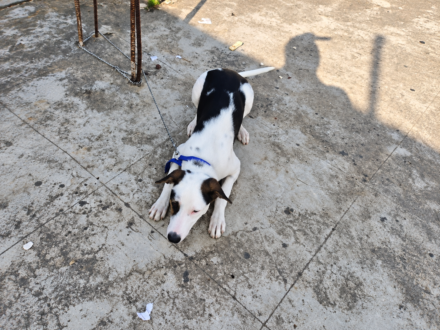 Patch Found a Forever Home