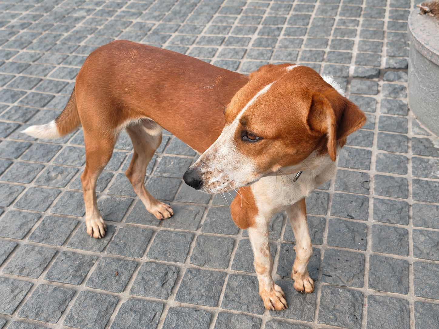 Dobbie Found a Forever Home