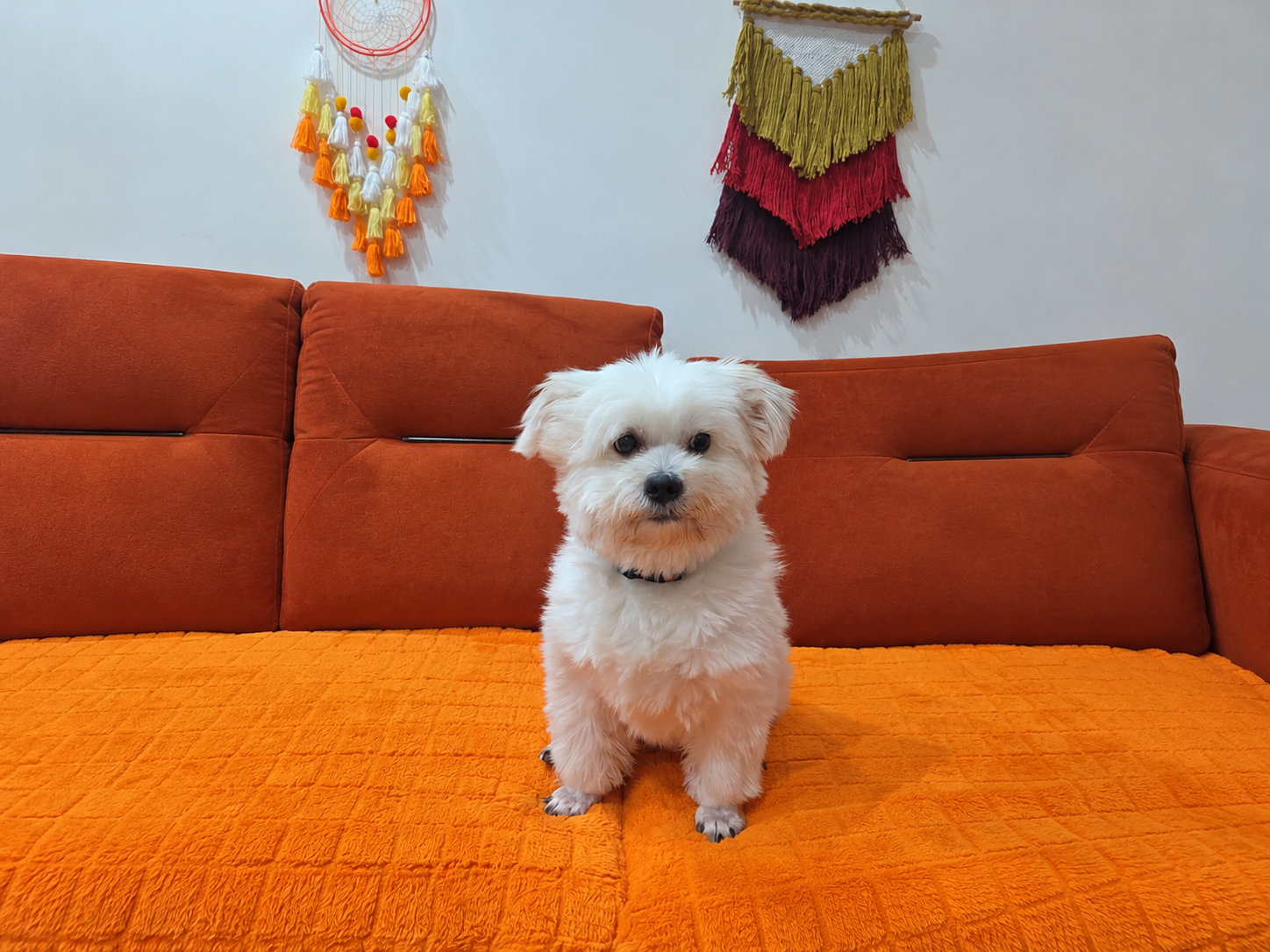 Joy Found a Forever Home
