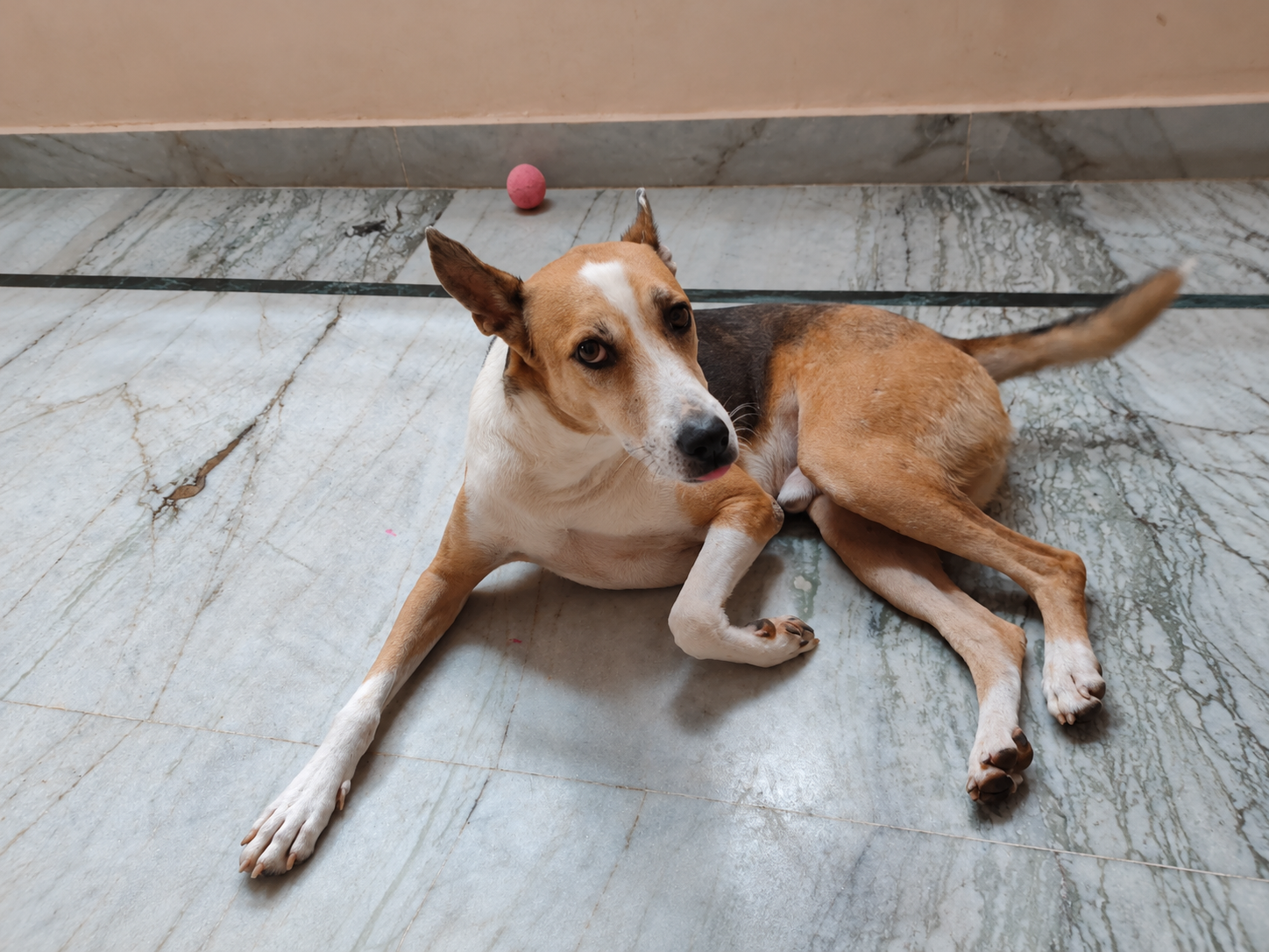 Dabur Found a Forever Home