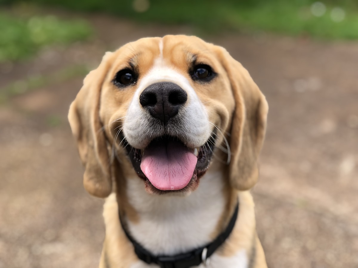 Bruno, Indie Mix