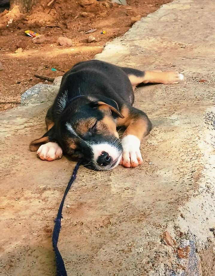 Putchi Found a Forever Home